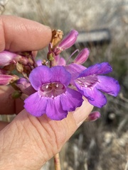 Penstemon spectabilis