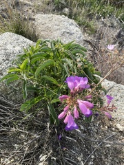 Penstemon spectabilis