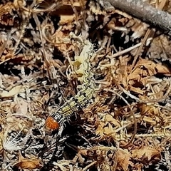 Insecta