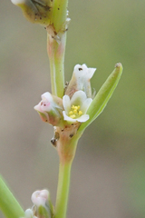 Polygonum