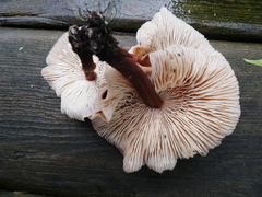 Omphalotaceae