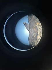 Dryobates borealis