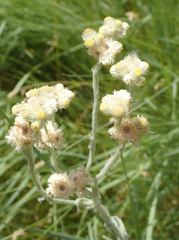 Pseudognaphalium