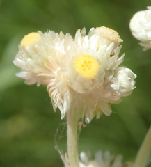 Pseudognaphalium