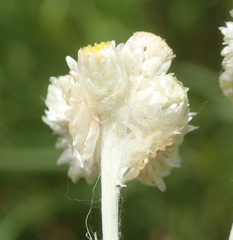 Pseudognaphalium