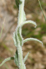 Pseudognaphalium