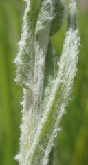 Pseudognaphalium