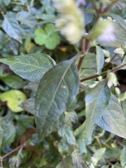 Lepidagathis formosensis