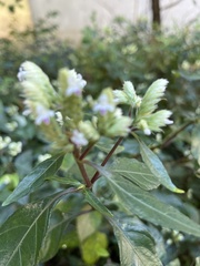 Lepidagathis formosensis
