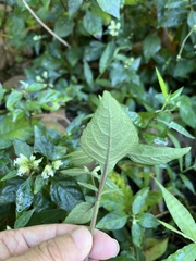 Lepidagathis formosensis