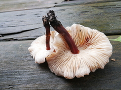 Omphalotaceae