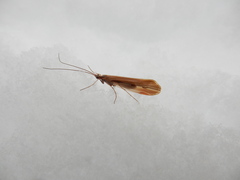 Psychoglypha