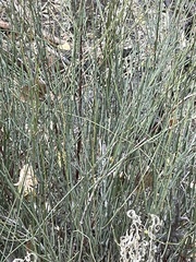 Ephedra viridis