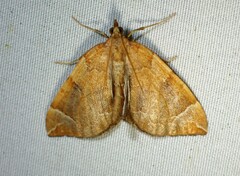 Eulithis testata