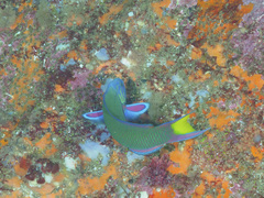 Thalassoma lunare