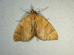 Eulithis testata