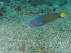 Thalassoma lunare