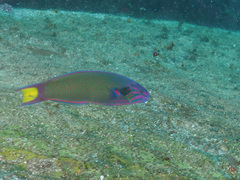 Thalassoma lunare