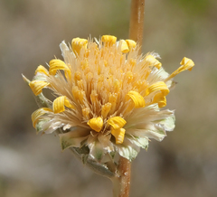 Pyrrocoma racemosa
