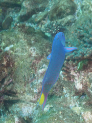 Thalassoma lunare