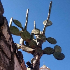 Opuntia streptacantha