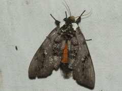 Psalidostetha banksiae