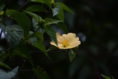 Dendrosida sharpiana