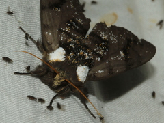 Psalidostetha banksiae