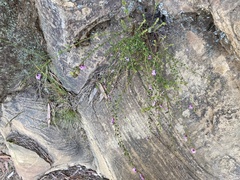 Tetratheca labillardierei