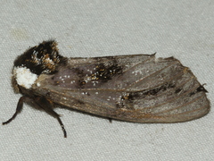 Psalidostetha banksiae