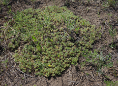 Potentilla acaulis