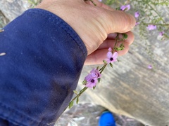 Tetratheca labillardierei