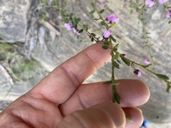 Tetratheca labillardierei