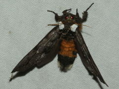 Psalidostetha banksiae