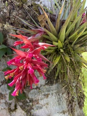 Tillandsia geminiflora