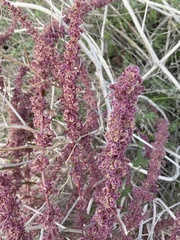 Amaranthus fimbriatus