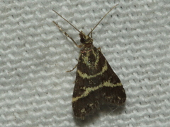 Scoparia spelaea