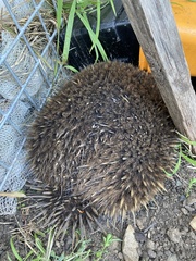 Tachyglossus aculeatus setosus