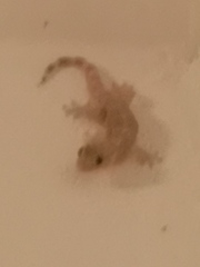 Hemidactylus mabouia