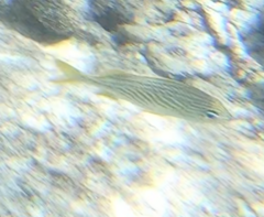 Haemulon flavolineatum