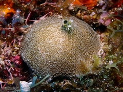 Scleractinia