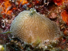 Scleractinia