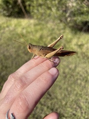 Schistocerca rubiginosa