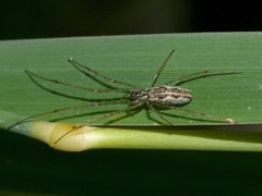 Tetragnathidae