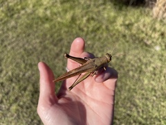 Schistocerca rubiginosa