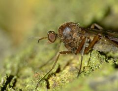 Sylvicola neozelandicus