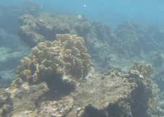 Millepora complanata