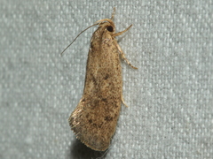 Syncometes vilis