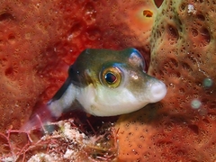 Canthigaster rostrata
