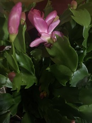 Schlumbergera
